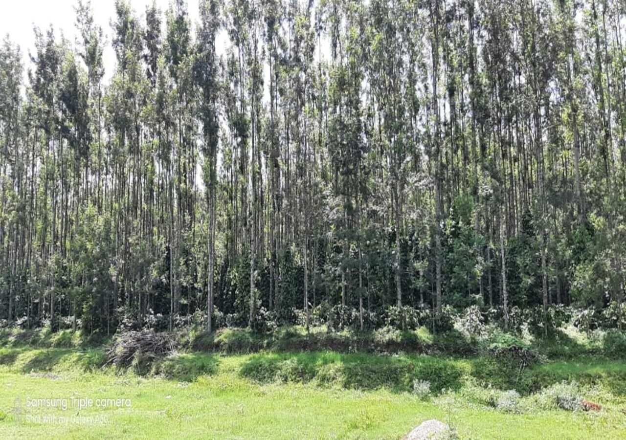 Coffee Safari Chikmagalur Exterior photo